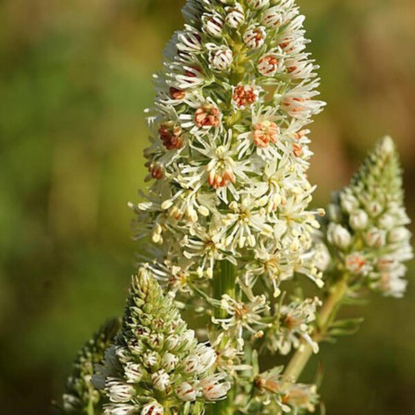 Weiße Reseda (Reseda alba) Bio Saatgut