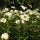 Wilde Margerite / Magerwiesenmargerite (Leucanthemum vulgare) Bio Saatgut