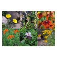 Trockenheitsverträgliche Wildblumen für den Präriegarten (Bio) - Samen-Geschenkset