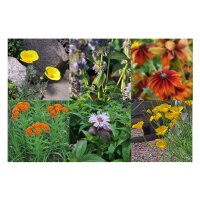 Wildblumen für den Präriegarten (Bio) - Samen-Geschenkset