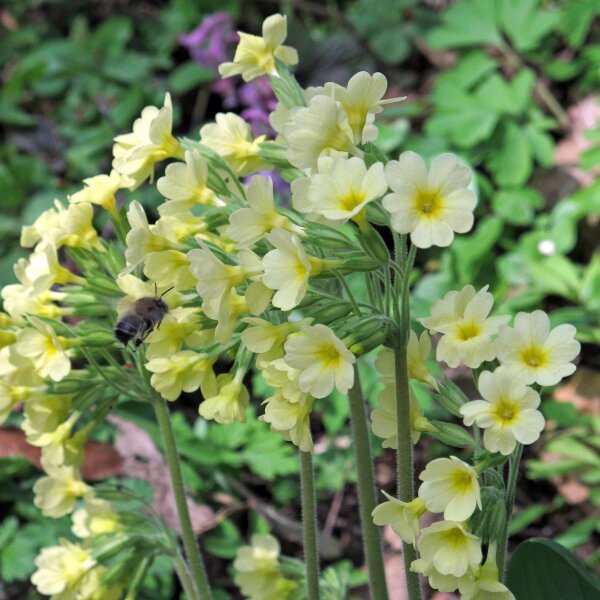 Echte Schlüsselblume (Primula veris) Bio Saatgut