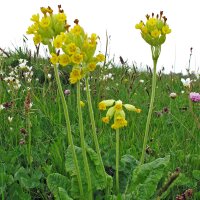 Echte Schlüsselblume (Primula veris) Bio Saatgut