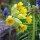 Echte Schlüsselblume (Primula veris) Bio Saatgut