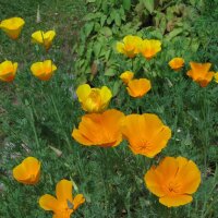 Kalifornischer Goldmohn (Eschscholzia californica) Bio...