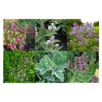 Blumen für den Schatten (Bio) - Samen-Geschenkset