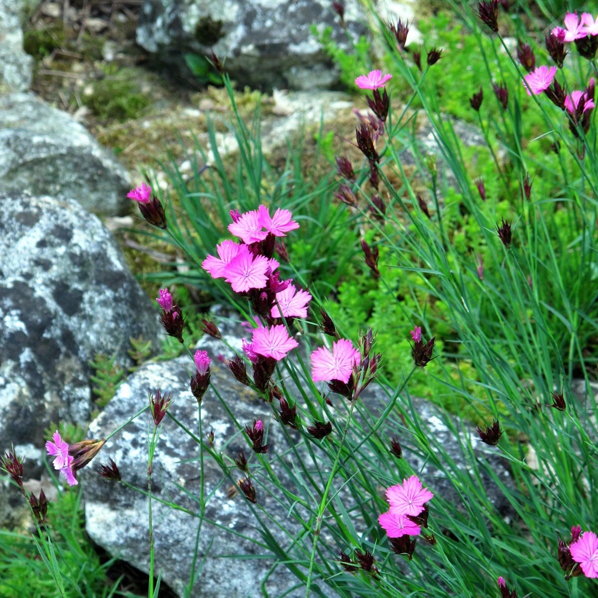 Karthusernelke (Dianthus carthusianorum) Bio Saatgut