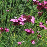 Karthäusernelke (Dianthus carthusianorum) Bio Saatgut