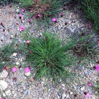 Karthäusernelke (Dianthus carthusianorum) Bio Saatgut