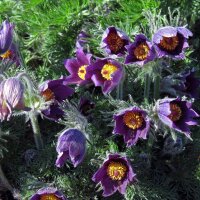 Gewöhnliche Küchenschelle / Kuhschelle (Pulsatilla vulgaris) Bio Saatgut