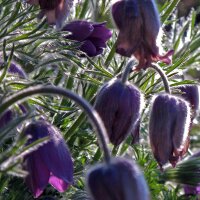 Gewöhnliche Küchenschelle / Kuhschelle (Pulsatilla vulgaris) Bio Saatgut