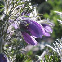 Gewöhnliche Küchenschelle / Kuhschelle (Pulsatilla vulgaris) Bio Saatgut