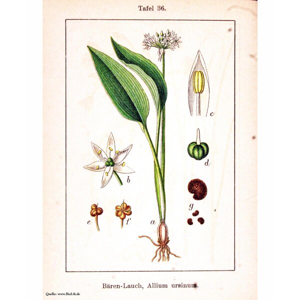 Brlauch / Wilder Lauch (Allium ursinum) Bio Saatgut