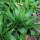 Bärlauch / Wilder Lauch (Allium ursinum) Bio Saatgut