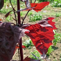 Rote Gartenmelde  (Atriplex hortensis) Bio Saatgut