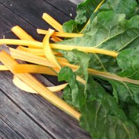 Gelber Mangold Selektion Sunset (Beta vulgaris...