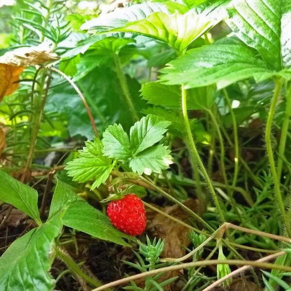 Wilderdbeere / Walderdbeere (Fragaria vesca) Bio Saatgut