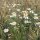 Echte Kamille (Matricaria chamomilla) Bio Saatgut