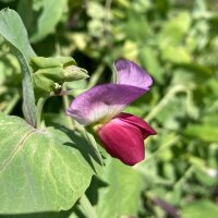 Kapuzinererbse Blauwschokker (Pisum sativum) Bio Saatgut