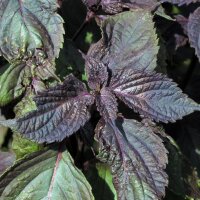Roter Shiso (Perilla frutescens var. purpurascens) Samen