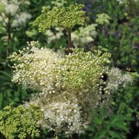 Mädesüß (Filipendula ulmaria) Bio Saatgut