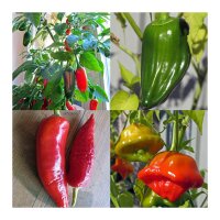 Bekannte klassische Chilisorten (Bio) - Samen-Geschenkset