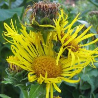 Echter Alant (Inula helenium) Bio Saatgut