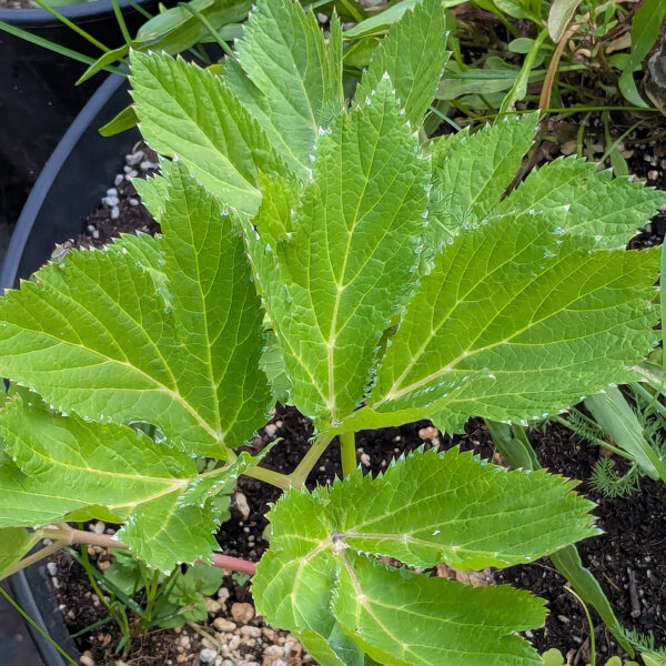 Meisterwurz (Peucedanum ostruthium) Bio Saatgut