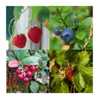 Beeren-Naschgarten (Bio) - Samenset