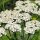 Schafgarbe (Achillea millefolium) Bio Saatgut