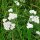 Schafgarbe (Achillea millefolium) Bio Saatgut