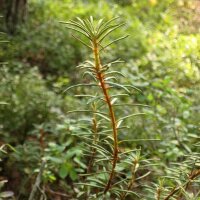 Sumpfporst (Ledum palustre) Samen