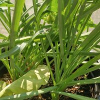 Haferwurz / Haferwurzel (Tragopogon porrifolius) Bio Saatgut