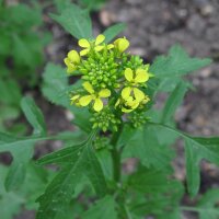 Gelbsenf / Weißer Senf (Sinapsis alba) Bio Saatgut