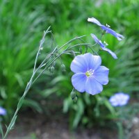 Gemeiner Lein / Flachs (Linum usitatissimum) Bio Saatgut