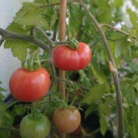 Humboldt Wildtomate (Solanum pimpinellifolium var....