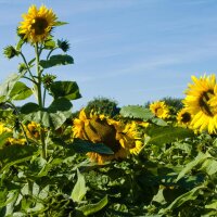 Sonnenblume Mittelgroßblumige Gelbe (Helianthus annuus) Bio Saatgut