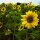 Sonnenblume Mittelgroßblumige Gelbe (Helianthus annuus) Bio Saatgut