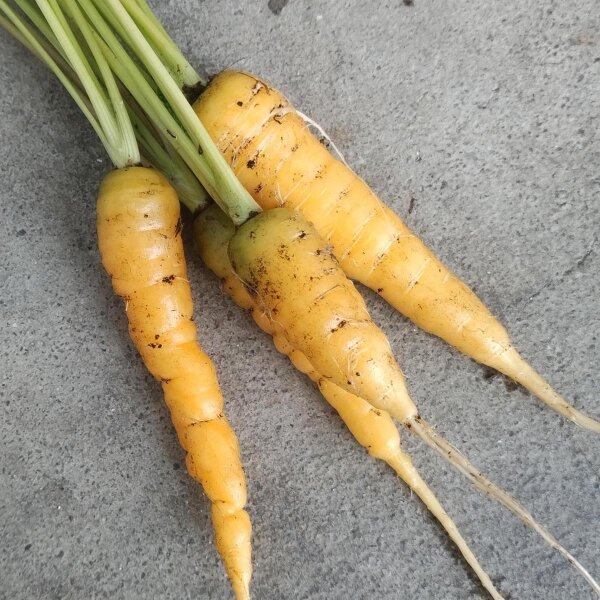 Gelbe Möhre Jaune Du Doubs (Daucus carota) Bio Saatgut