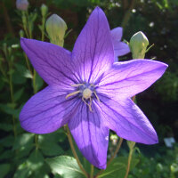 Ballonblume Mariesii (Platycodon grandiflorus) Bio Saatgut