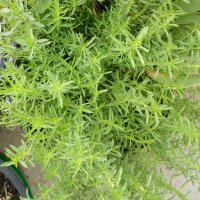 Hirsch-Minze / Cervinaminze  (Mentha cervina) Bio Saatgut