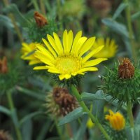 Grindelie / Großes Gummikraut (Grindelia robusta) Bio Saatgut