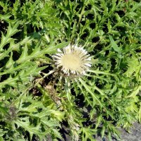 Hochstengelige Silberdistel (Carlina acaulis ssp....