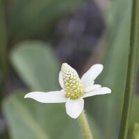 Yerba Mansa / Eidechsenschwanz (Anemopsis californica)...