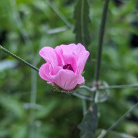 Hanf-Stockmalve (Althaea cannabina) Bio Saatgut