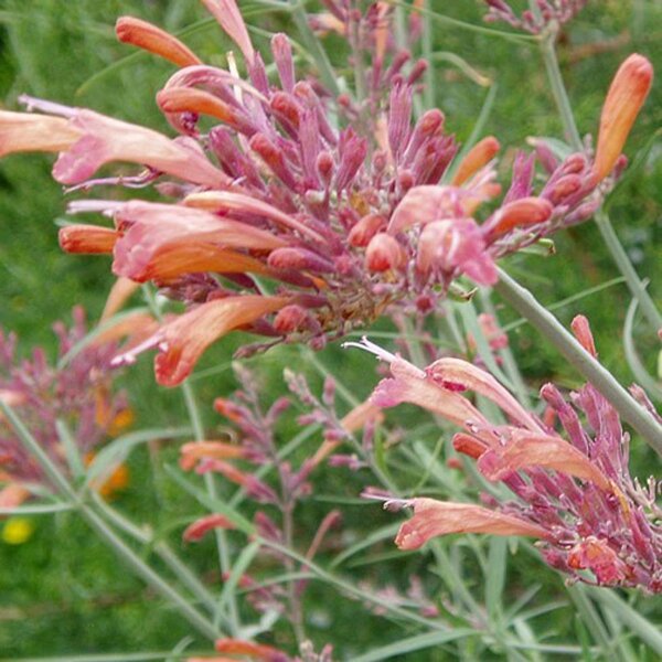 Felsen-Duftnessel Apache Sunset (Agastache rupestris) Bio Saatgut