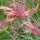 Felsen-Duftnessel Apache Sunset (Agastache rupestris) Bio Saatgut