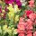 Löwenmäulchen Mischung (Antirrhinum majus) Bio Saatgut