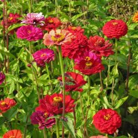 Niedrige Zinnie Dwarf Mix (Zinnia elegans) Bio Saatgut