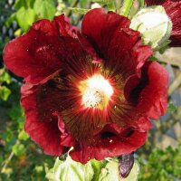 Schwarze Stockrose (Alcea rosea var. nigra) Bio Saatgut