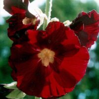 Schwarze Stockrose (Alcea rosea var. nigra) Bio Saatgut